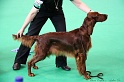 Crufts2011 158
